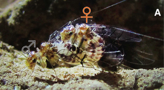 Illustration for article titled Scientists Discover the Gynosome, a New Kind of Sexual Organ